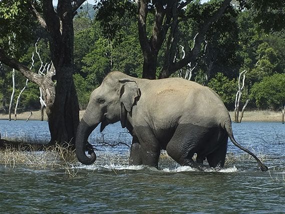 Elefante en Gal Oya