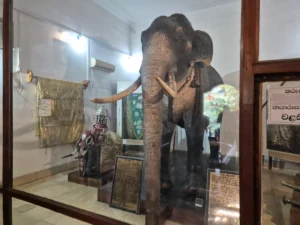 Elefante Rajah disecado en su salón conmemorativo del Templo del Diente de Buda en Kandy, Sri Lanka
