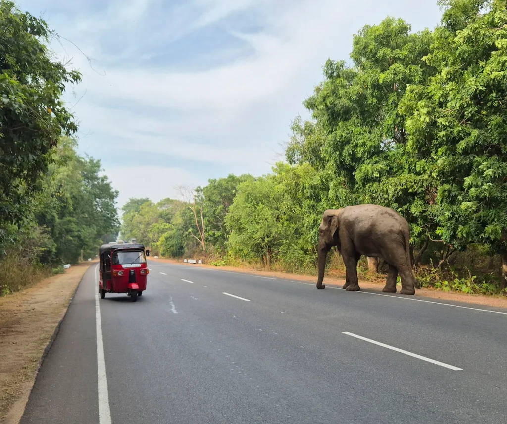 habarana sri lanka elefante y tuk tuk en la carretera