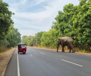habarana sri lanka elefante y tuk tuk en la carretera