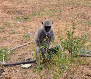 Mono langur en Parque Nacional Kumana
